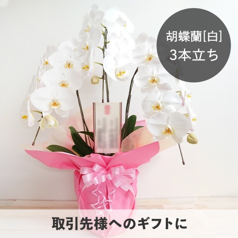 ��ĳ�������3��Ω�� [���Ϥ���ǽ���ꥢ��˭���ԡ��;���]