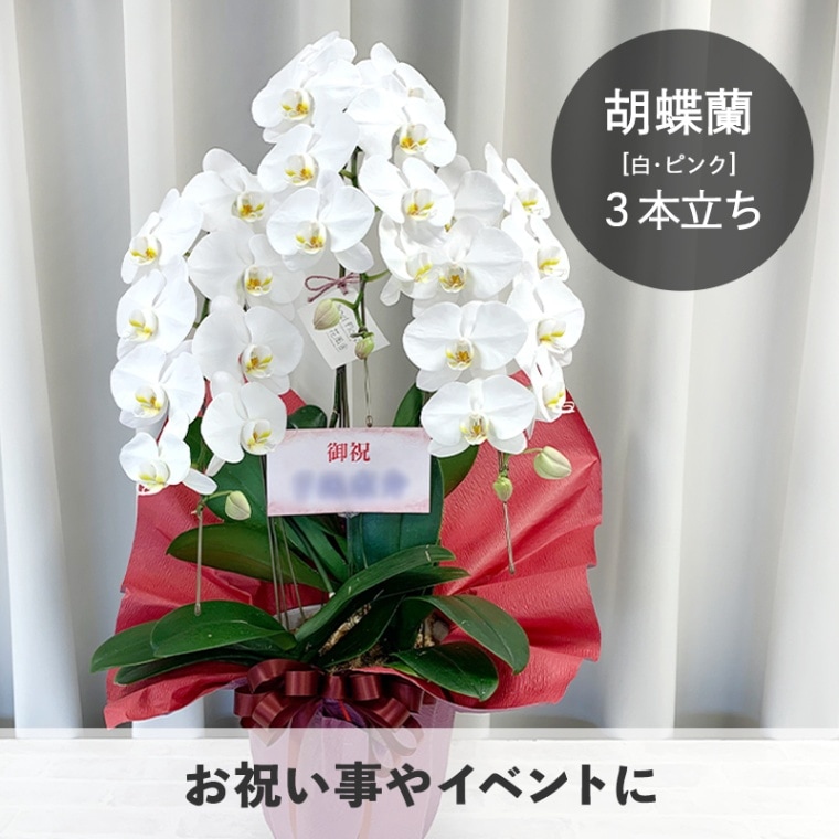 ��ĳ�����򡦥ԥ󥯡�3��Ω�� [���Ϥ���ǽ���ꥢ��˭���ԡ��;���]