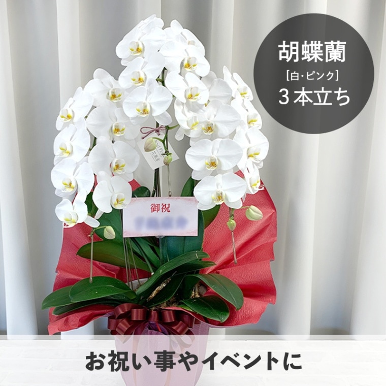 ��ĳ�����򡦥ԥ󥯡�3��Ω�� [���Ϥ���ǽ���ꥢ��˭���ԡ��;���]