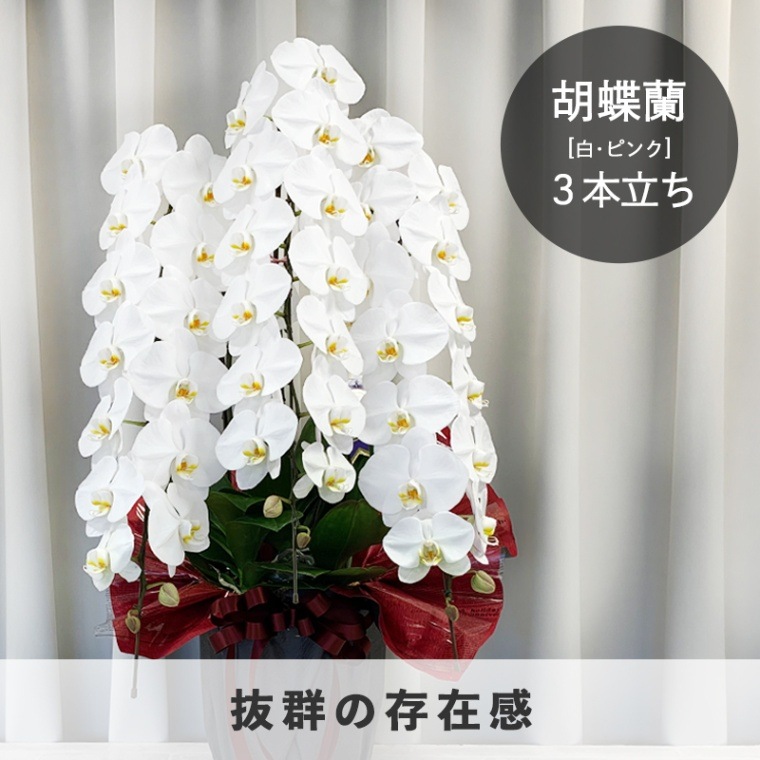 ��ĳ�����򡦥ԥ󥯡�3��Ω�� [���Ϥ���ǽ���ꥢ��˭���ԡ��;���]