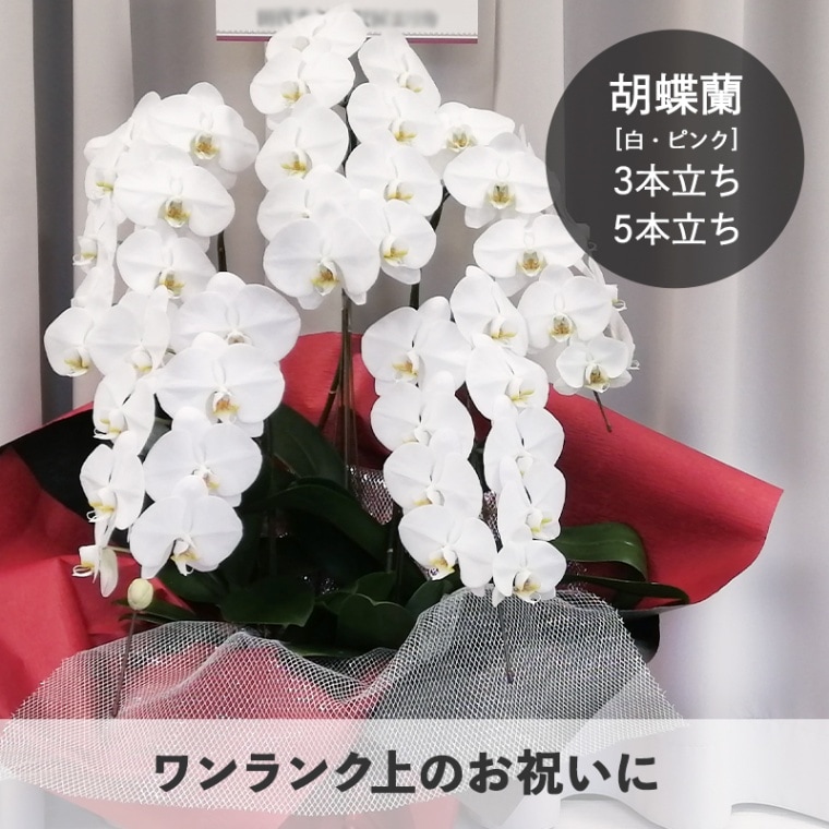 ��ĳ�����򡦥ԥ󥯡�3��Ω����5��Ω�� [���Ϥ���ǽ���ꥢ��˭���ԡ��;���]