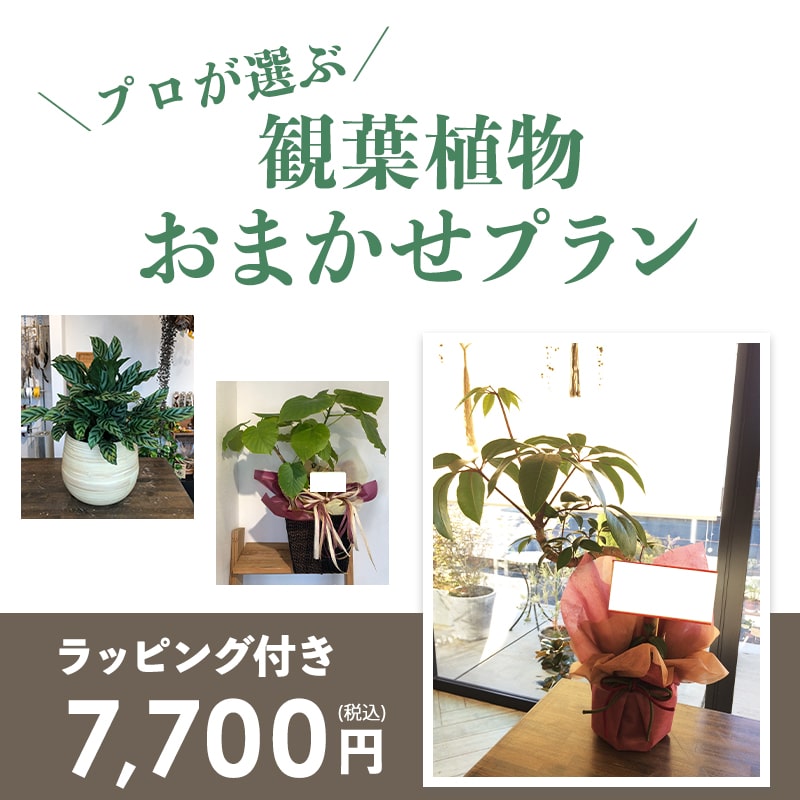 ���տ�ʪ���ޤ����ץ��S ��5��ȭ��6��ȭ�� [���Ϥ���ǽ���ꥢ��˭���ԡ��;���]