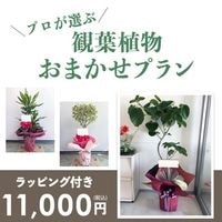 ���տ�ʪ���ޤ����ץ��M ��7��ȭ��8��ȭ�� [���Ϥ���ǽ���ꥢ��˭���ԡ��;���]