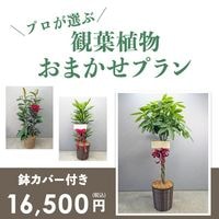 ���տ�ʪ���ޤ����ץ��L ��9��ȭ��10��ȭ�� [���Ϥ���ǽ���ꥢ��˭���ԡ��;���]