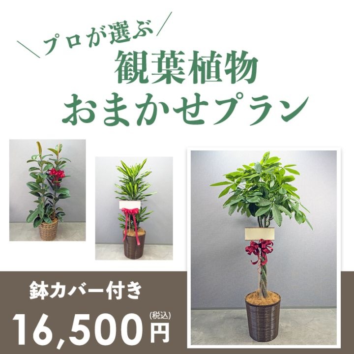 観葉植物おまかせプランL 【9号鉢～10号鉢】 [お届け可能エリア：豊橋