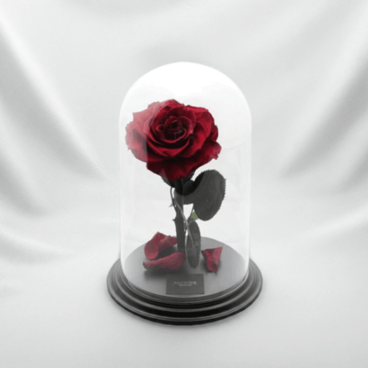 ǽ̵ ǥƥˡ ڣΩ ץꥶ֥ɥե