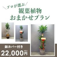 ���տ�ʪ���ޤ����ץ��LL ��10��ȭ�� [���Ϥ���ǽ���ꥢ��˭���ԡ��;���]