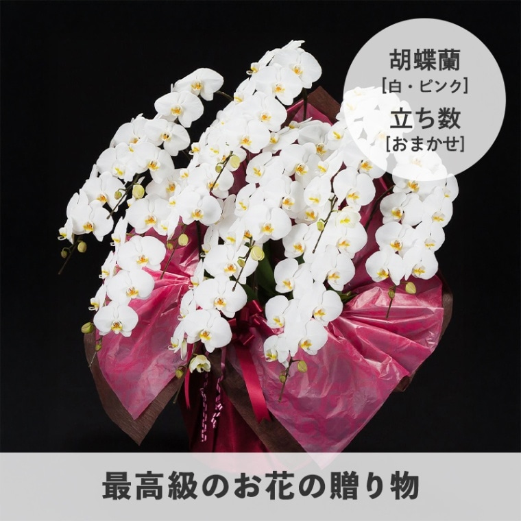 ĳ򡦥ԥ󥯡 [Ϥǽꥢ˭ԡ;]