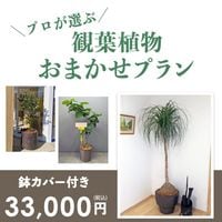 ���տ�ʪ���ޤ����ץ��3L ��10��ȭ�� [���Ϥ���ǽ���ꥢ��˭���ԡ��;���]