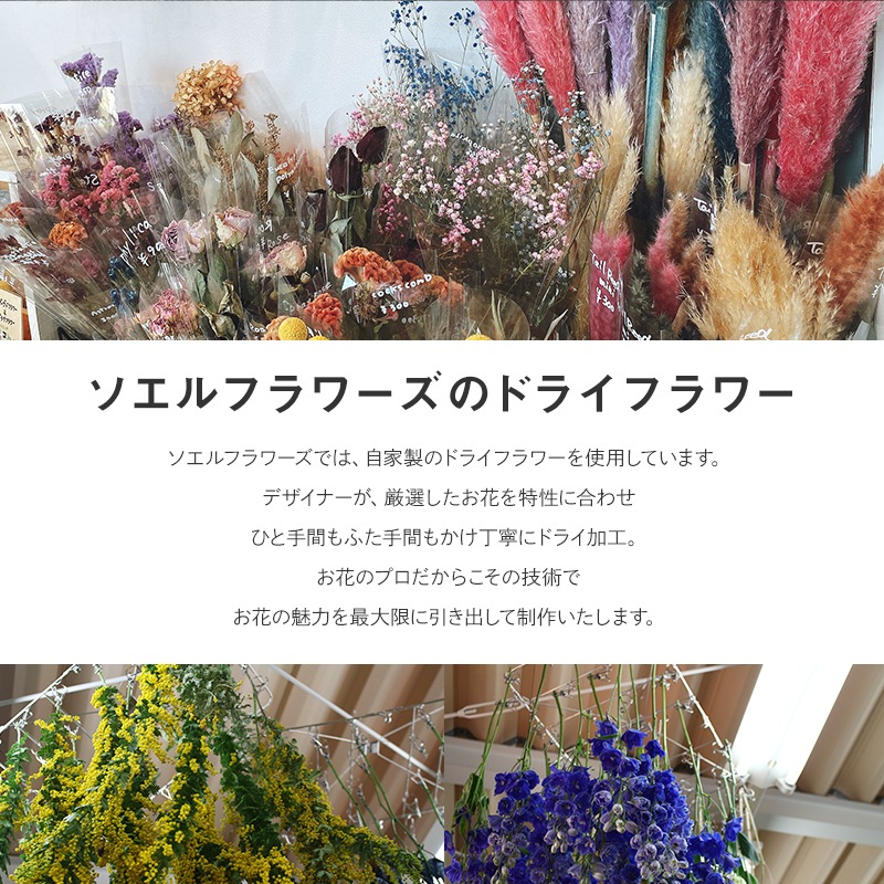 ������ȯ����ǽ�������̡ۥɥ饤�ե�����å� M