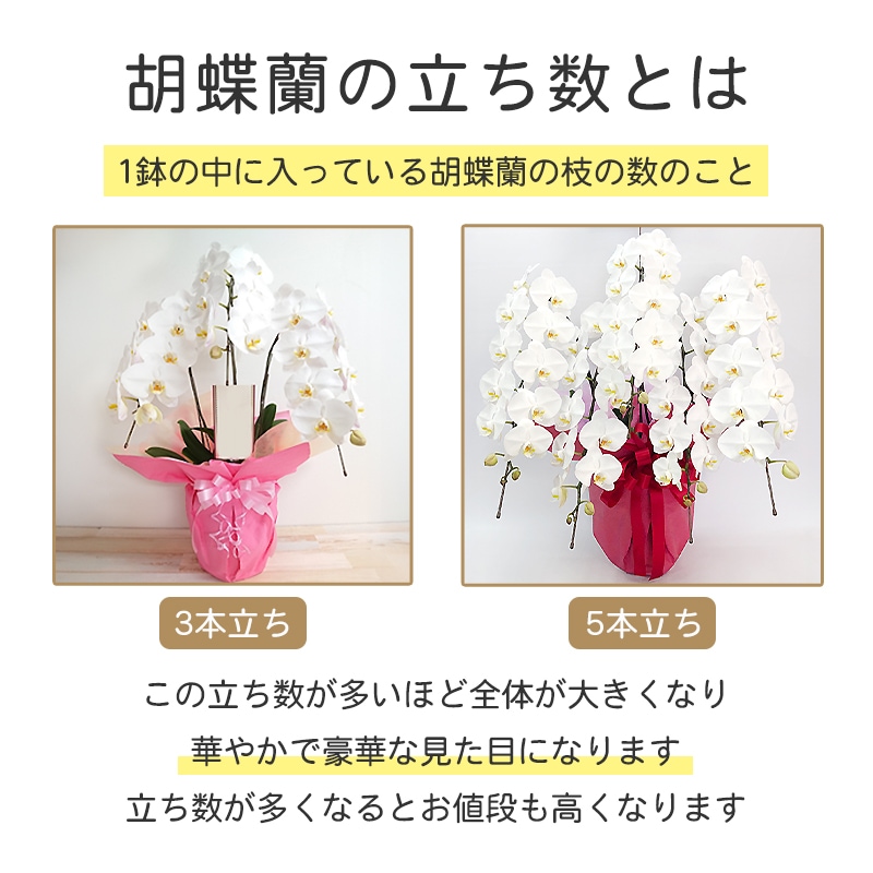 ĳ򡦥ԥ󥯡3Ω5Ω [Ϥǽꥢ˭ԡ;]