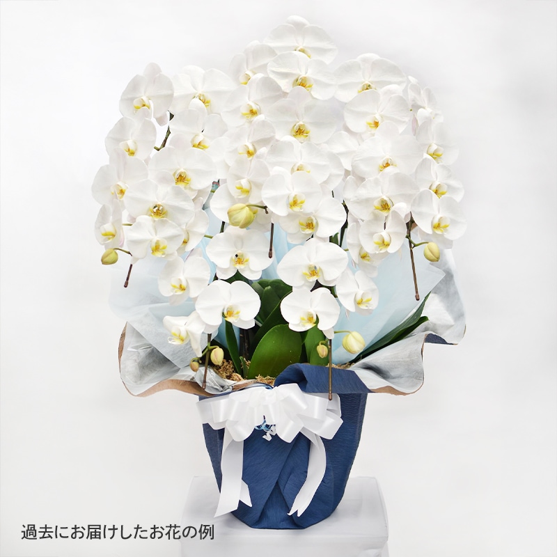 ĳ򡦥ԥ󥯡3Ω5Ω [Ϥǽꥢ˭ԡ;]