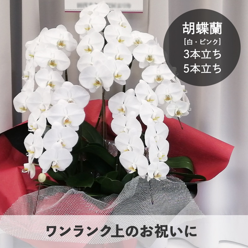 ĳ򡦥ԥ󥯡3Ω5Ω [Ϥǽꥢ˭ԡ;]