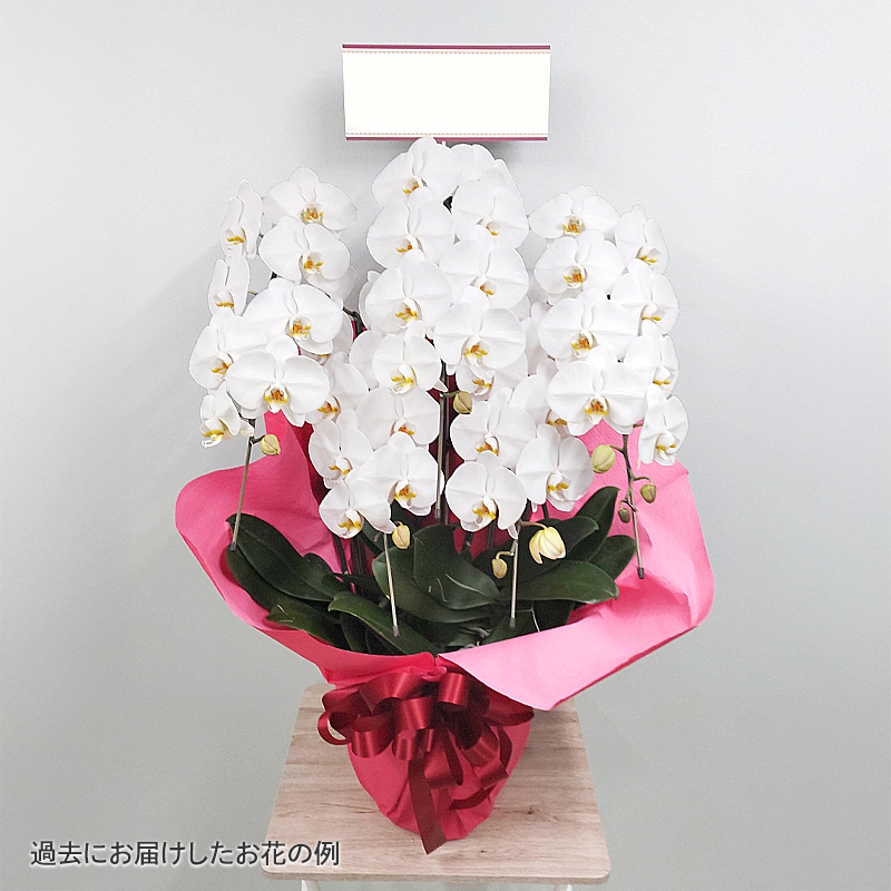 ĳ򡦥ԥ󥯡3Ω5Ω [Ϥǽꥢ˭ԡ;]