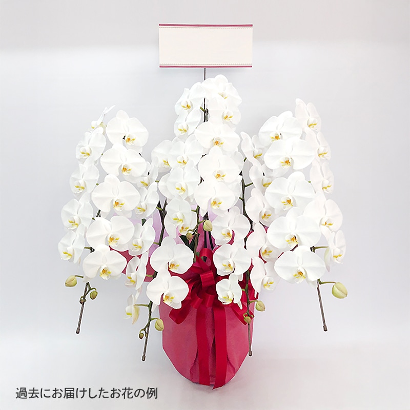 ĳ򡦥ԥ󥯡3Ω5Ω [Ϥǽꥢ˭ԡ;]