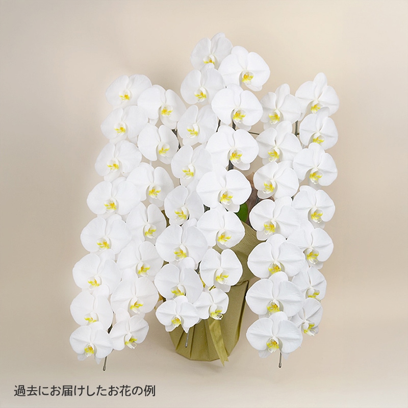 ĳ򡦥ԥ󥯡3Ω5Ω [Ϥǽꥢ˭ԡ;]