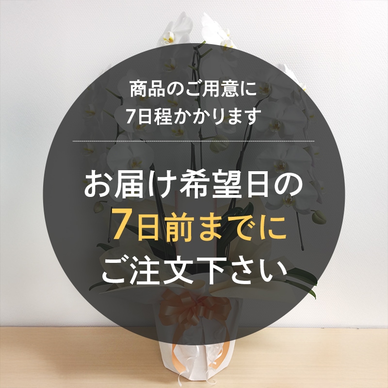 ĳ򡦥ԥ󥯡3Ω5Ω [Ϥǽꥢ˭ԡ;]