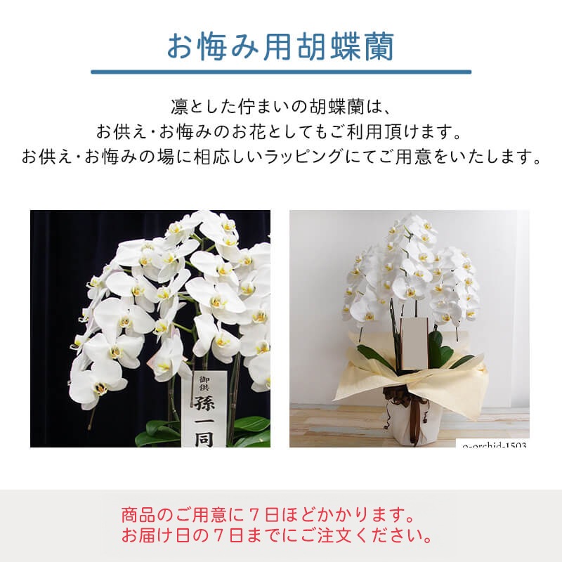 ߸ĳ3Ω [Ϥǽꥢ˭ԡ;]