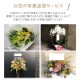 �ե�������ɡʥ��󥵡��ȡ��饤�֡�ȯɽ���ѥ���������֡� [���Ϥ���ǽ���ꥢ��˭���ԡ��;���]