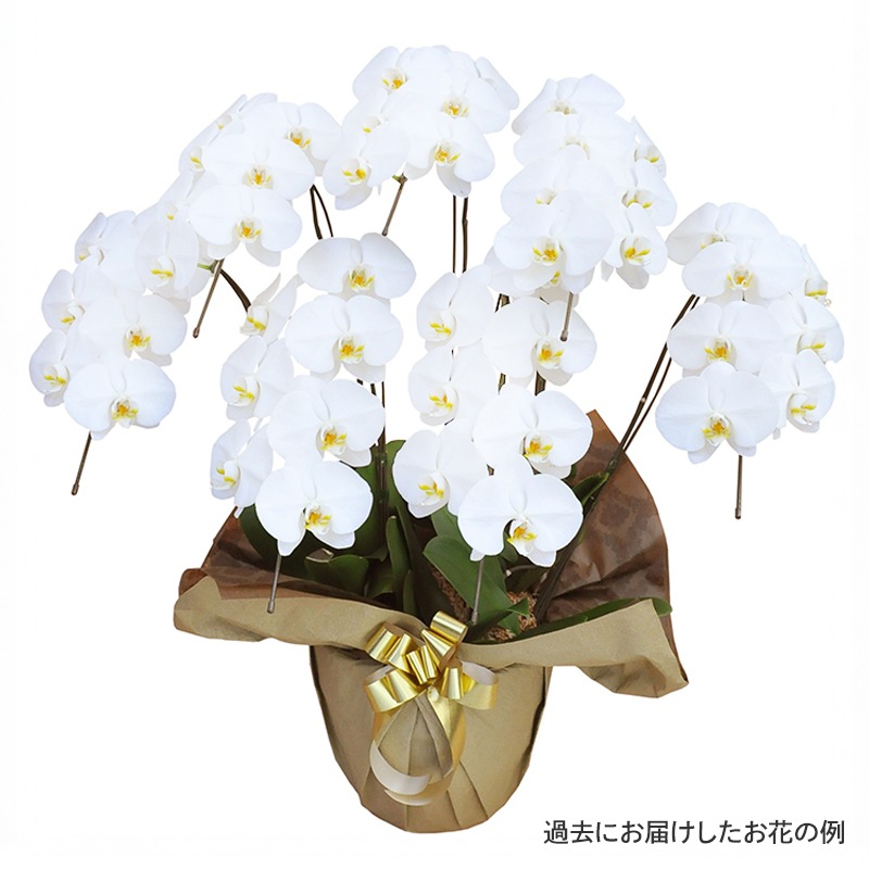 ��ĳ�����򡦥ԥ󥯡� [���Ϥ���ǽ���ꥢ��˭���ԡ��;���]