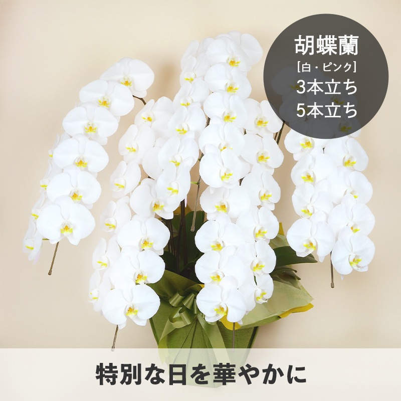 ��ĳ�����򡦥ԥ󥯡� [���Ϥ���ǽ���ꥢ��˭���ԡ��;���]