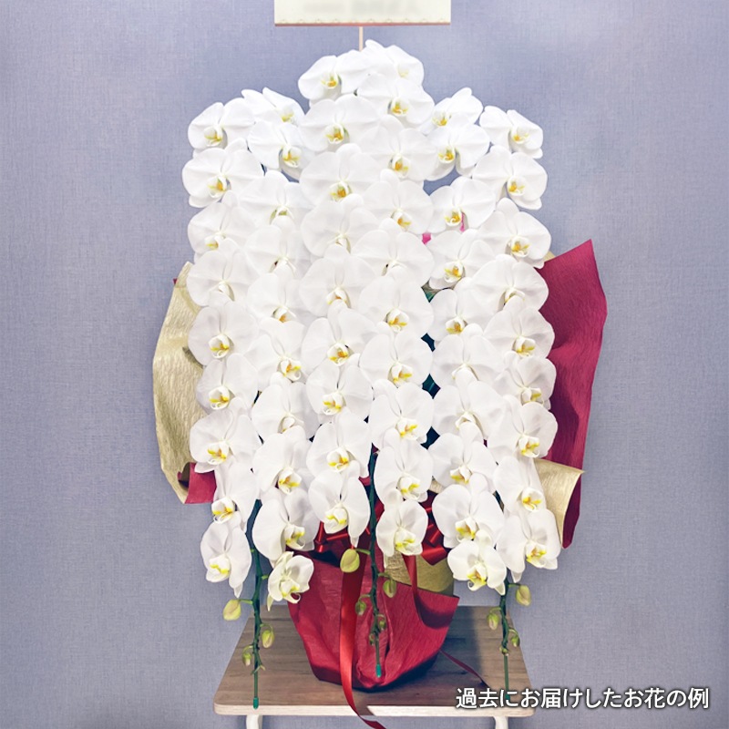 ��ĳ�����򡦥ԥ󥯡� [���Ϥ���ǽ���ꥢ��˭���ԡ��;���]