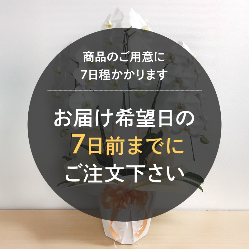 ��ĳ�����򡦥ԥ󥯡� [���Ϥ���ǽ���ꥢ��˭���ԡ��;���]