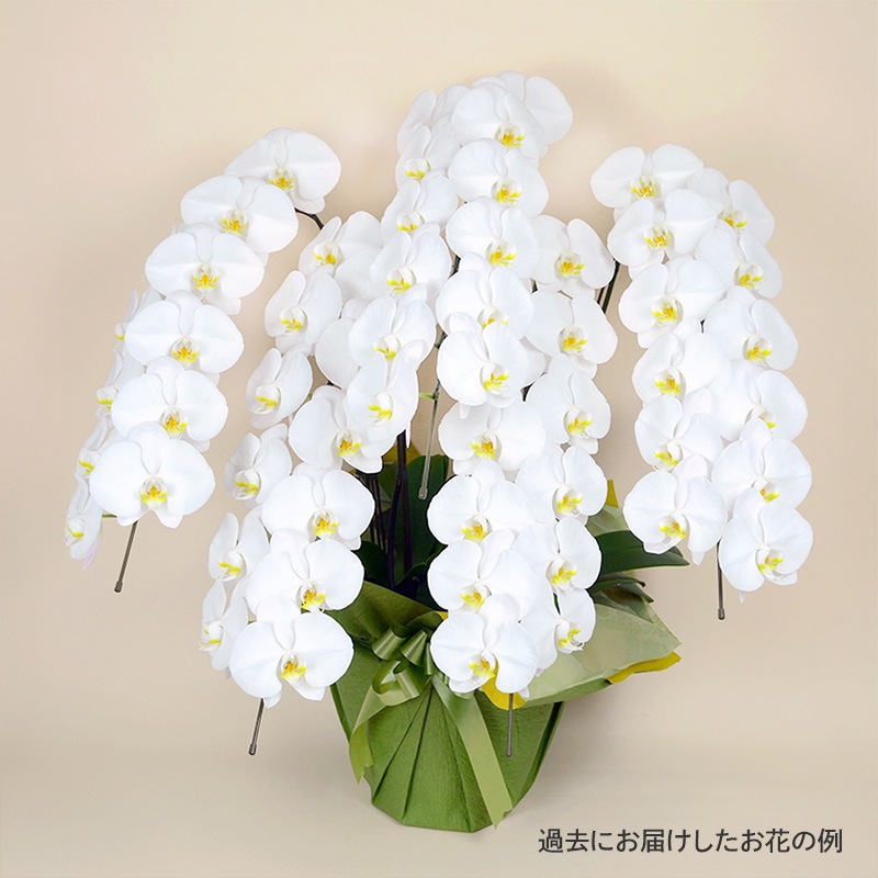 ��ĳ�����򡦥ԥ󥯡� [���Ϥ���ǽ���ꥢ��˭���ԡ��;���]