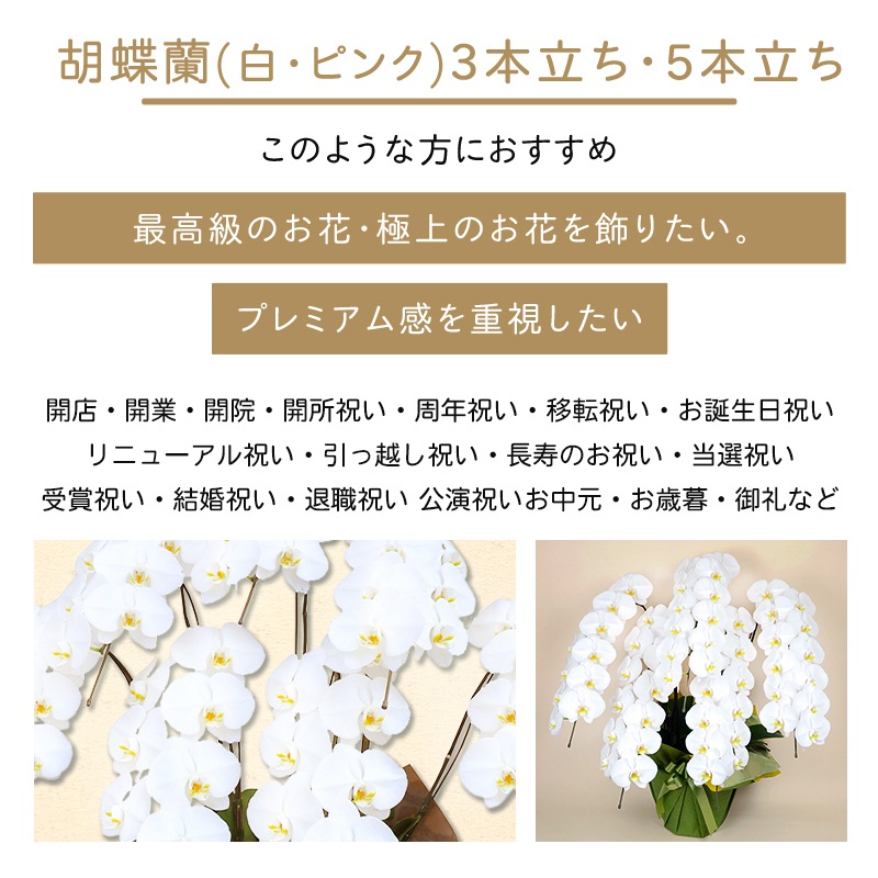 ��ĳ�����򡦥ԥ󥯡� [���Ϥ���ǽ���ꥢ��˭���ԡ��;���]