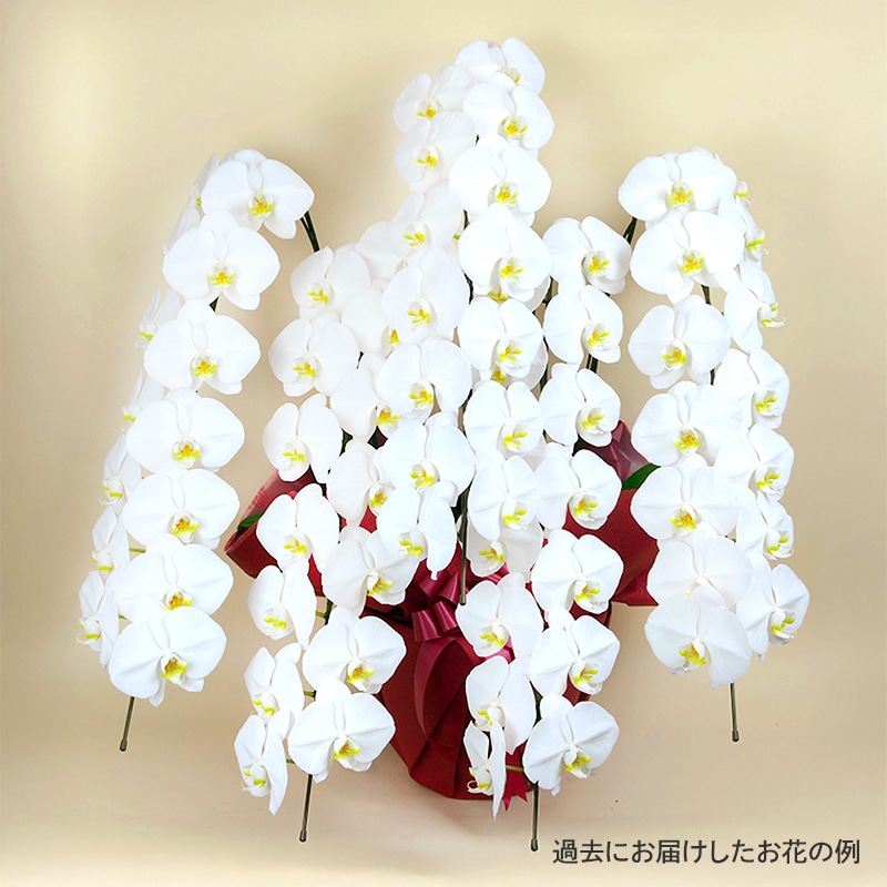 ĳ򡦥ԥ󥯡 [Ϥǽꥢ˭ԡ;]