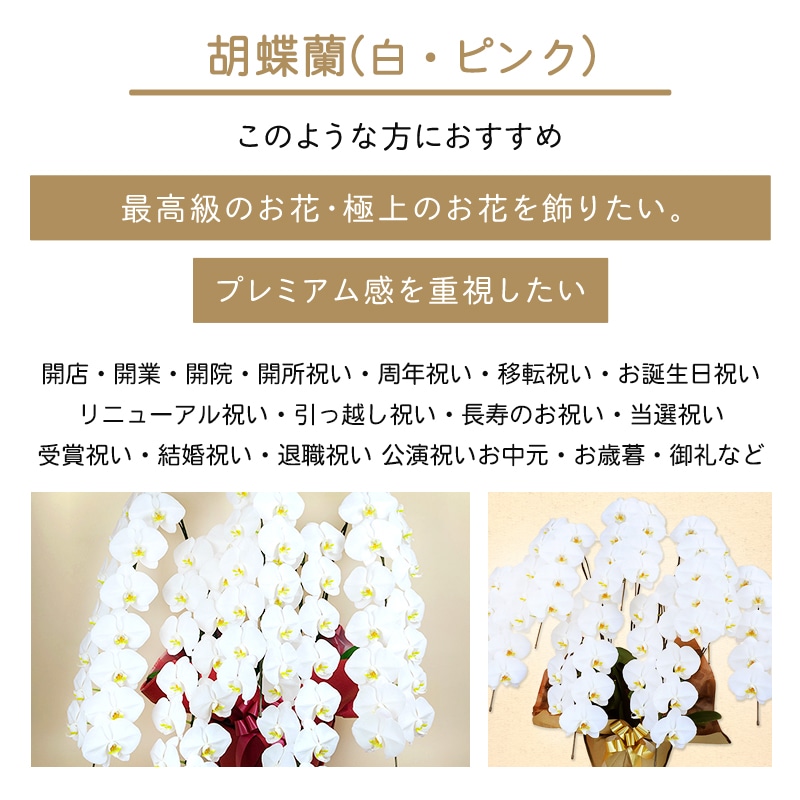 ĳ򡦥ԥ󥯡 [Ϥǽꥢ˭ԡ;]