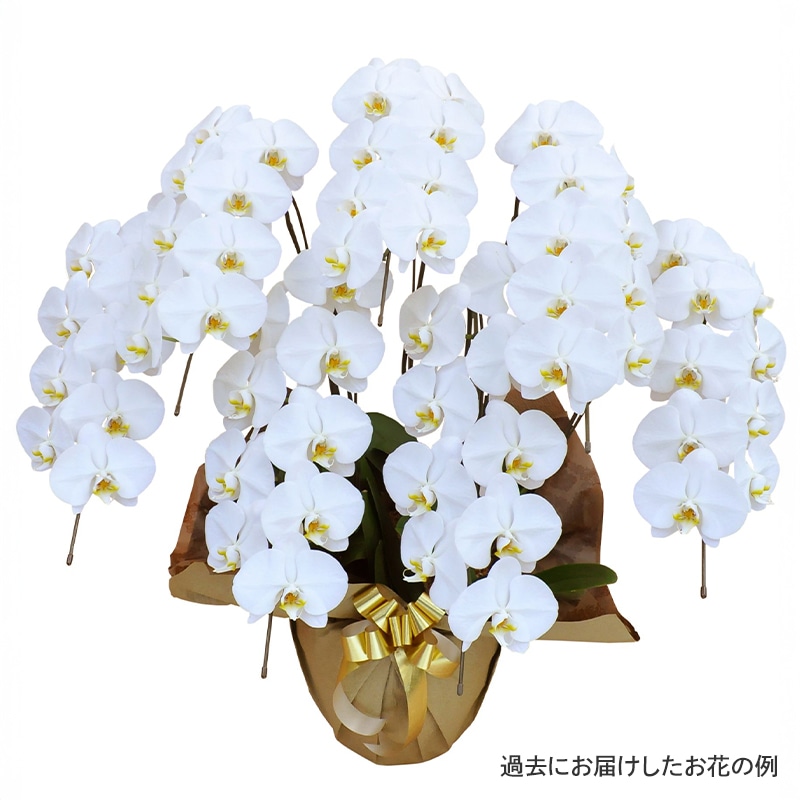 ĳ򡦥ԥ󥯡 [Ϥǽꥢ˭ԡ;]