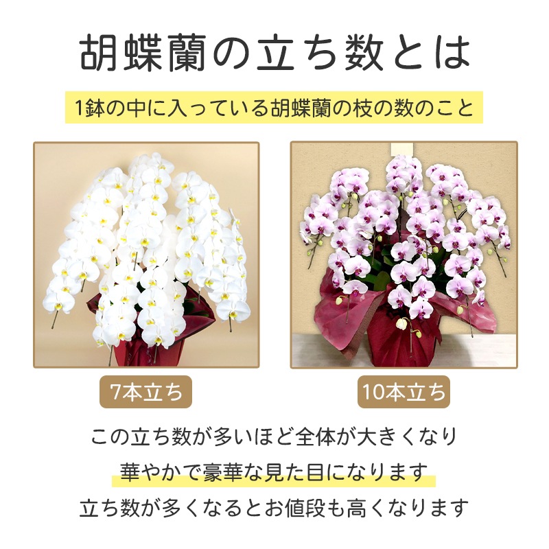 ĳ򡦥ԥ󥯡 [Ϥǽꥢ˭ԡ;]