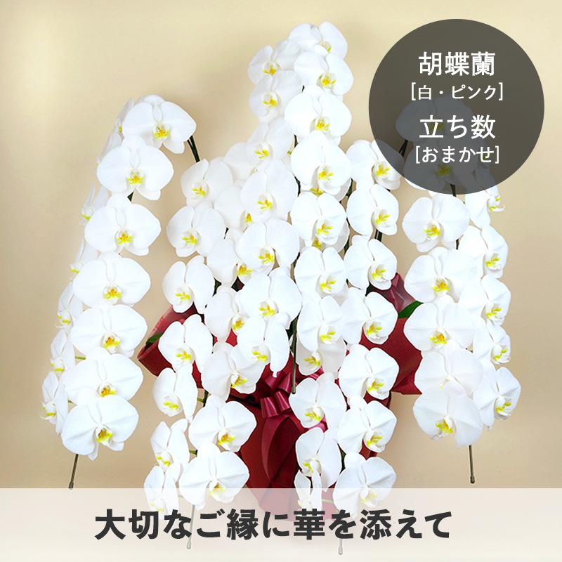 ĳ򡦥ԥ󥯡 [Ϥǽꥢ˭ԡ;]