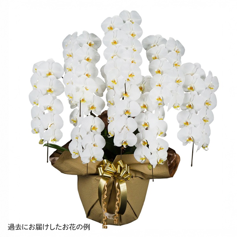 ��ĳ�����򡦥ԥ󥯡� [���Ϥ���ǽ���ꥢ��˭���ԡ��;���]