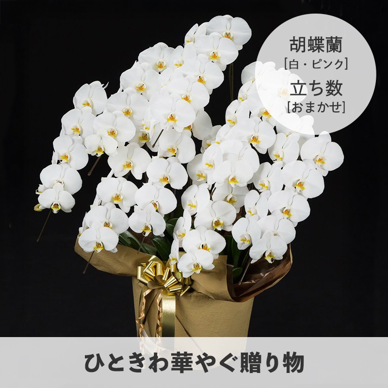 ��ĳ�����򡦥ԥ󥯡� [���Ϥ���ǽ���ꥢ��˭���ԡ��;���]