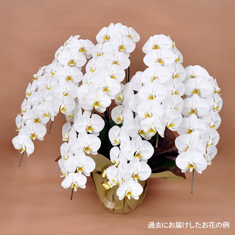 ĳ򡦥ԥ󥯡 [Ϥǽꥢ˭ԡ;]