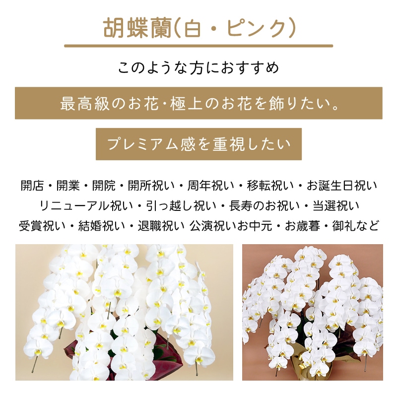 ĳ򡦥ԥ󥯡 [Ϥǽꥢ˭ԡ;]