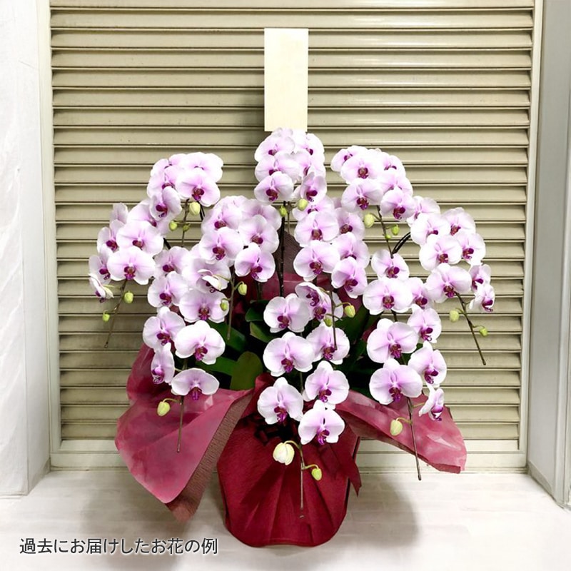 ĳ򡦥ԥ󥯡 [Ϥǽꥢ˭ԡ;]