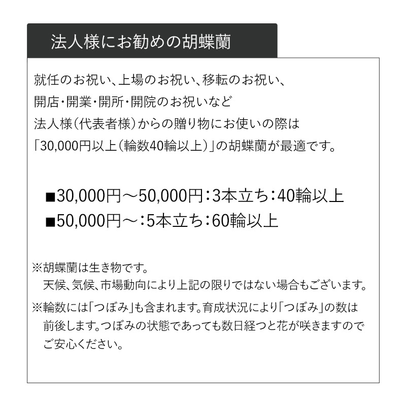 ĳ򡦥ԥ󥯡 [Ϥǽꥢ˭ԡ;]