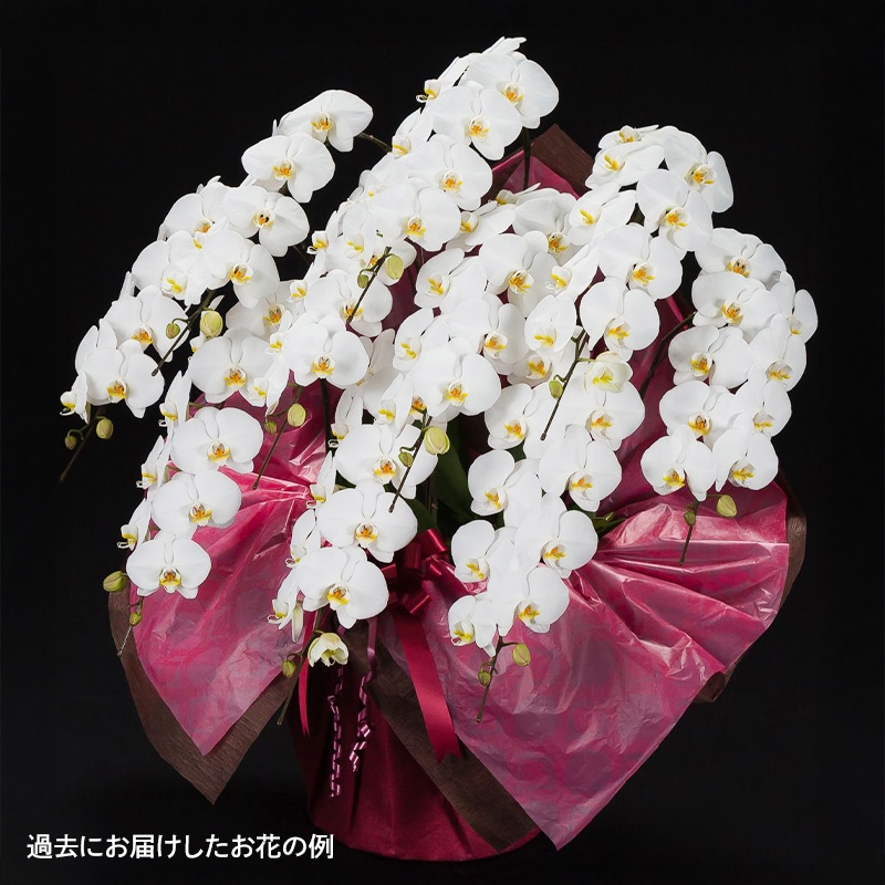 ĳ򡦥ԥ󥯡 [Ϥǽꥢ˭ԡ;]