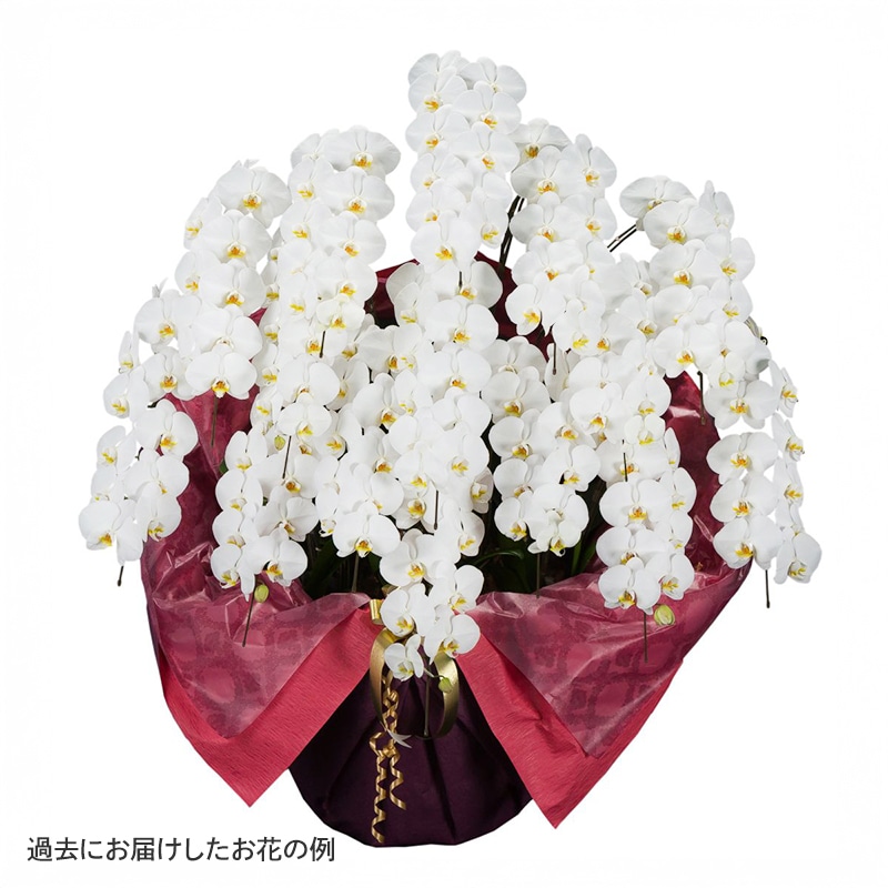 ĳ򡦥ԥ󥯡 [Ϥǽꥢ˭ԡ;]