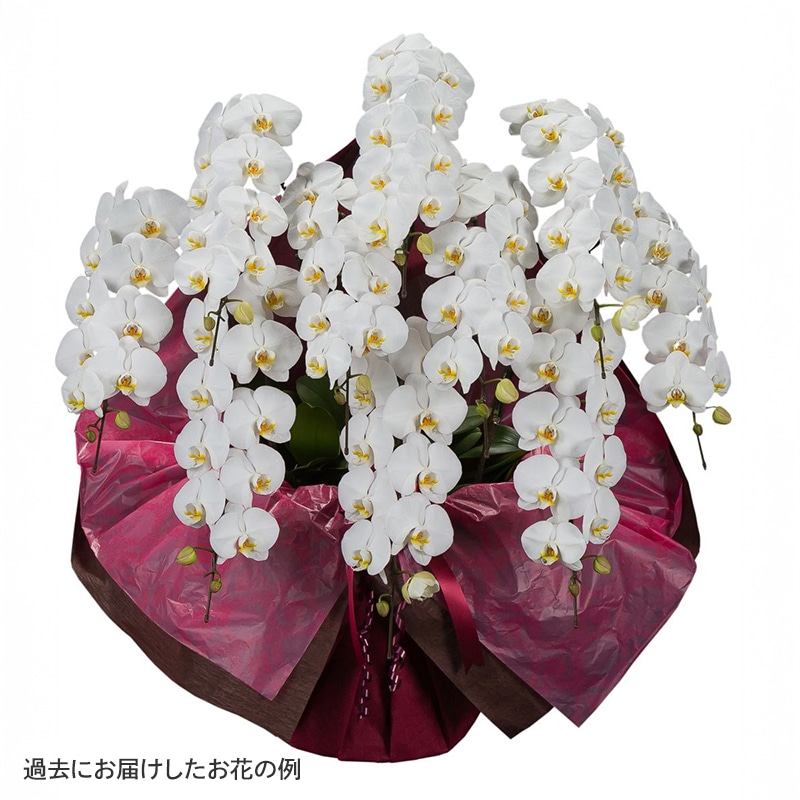 ĳ򡦥ԥ󥯡 [Ϥǽꥢ˭ԡ;]