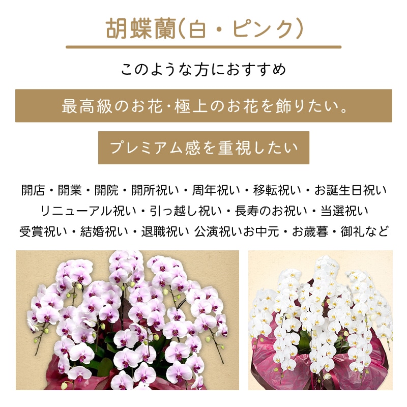 ĳ򡦥ԥ󥯡 [Ϥǽꥢ˭ԡ;]