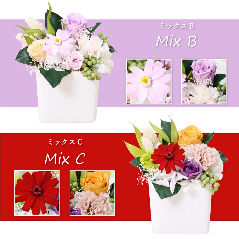 ������������ǽ������̵���� ���塼�֥���󥸥��� �ʥץꥶ���֥ɥե���