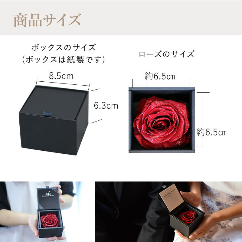 ǽ̵ ɥ [M] ץꥶ֥ɥե