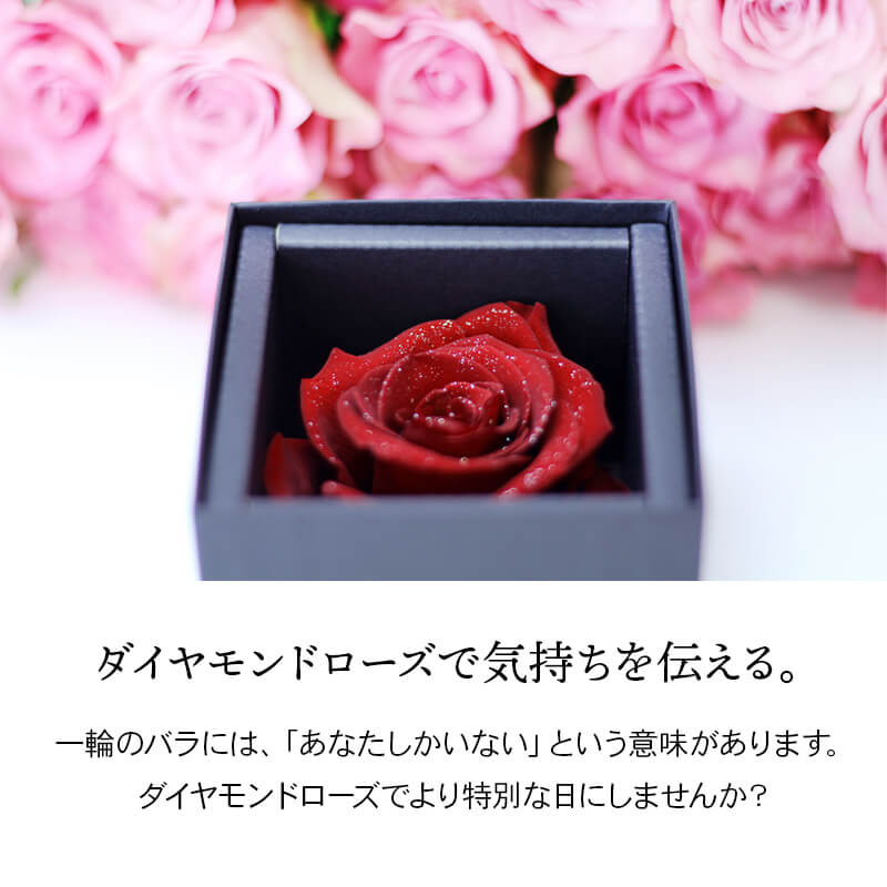 ǽ̵ ɥ [M] ץꥶ֥ɥե