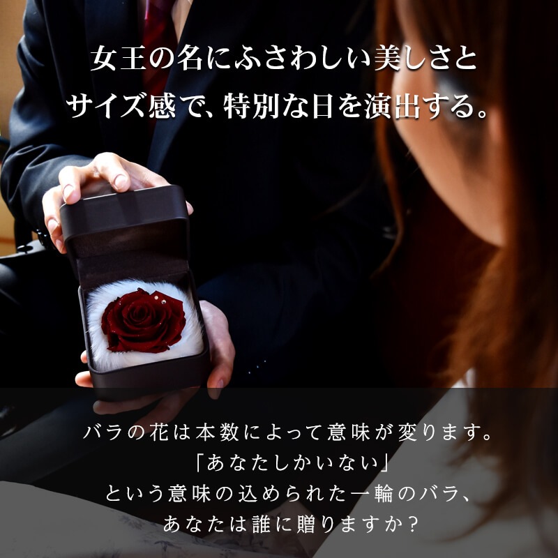 ������������ǽ������̵���� ��������ɥ����� [L�쥶��] �ץꥶ���֥ɥե�