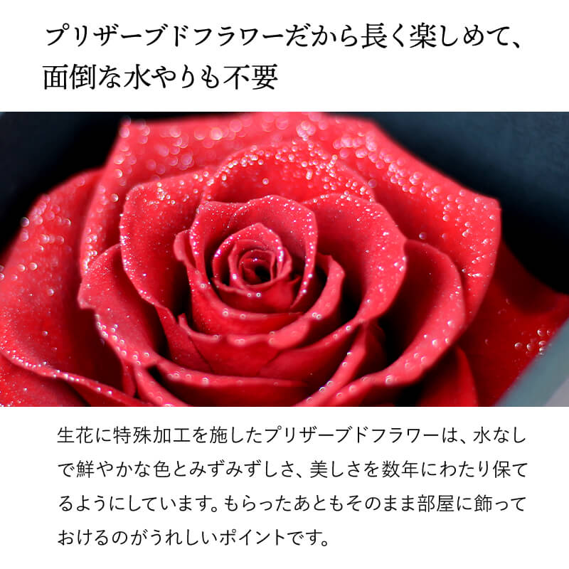 ������������ǽ������̵���� ��������ɥ����� [L�쥶��] �ץꥶ���֥ɥե�