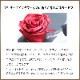 ������������ǽ������̵���� 12�ܤ��鯤��ͤޤä��ե��ܥå��� �ʥץꥶ���֥ɥե���